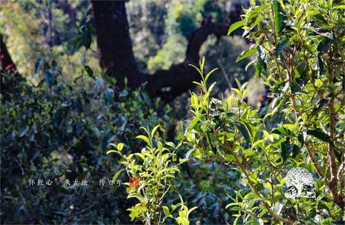 2017年秋茶現場之走進易武
